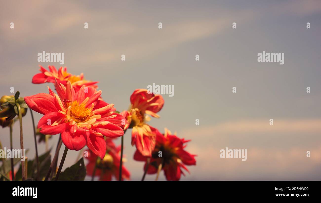 Nahaufnahme Bilder der roten Farbe Dahlia Blumen und klar Hellblauer Himmel in der Provinz Furano, Nordteil von Hokkaido Japan in der Sommersaison um den August herum Stockfoto