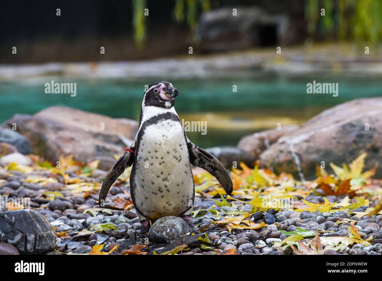 Ein einziger Pinguin steht auf Felsen am Wasser Stockfoto