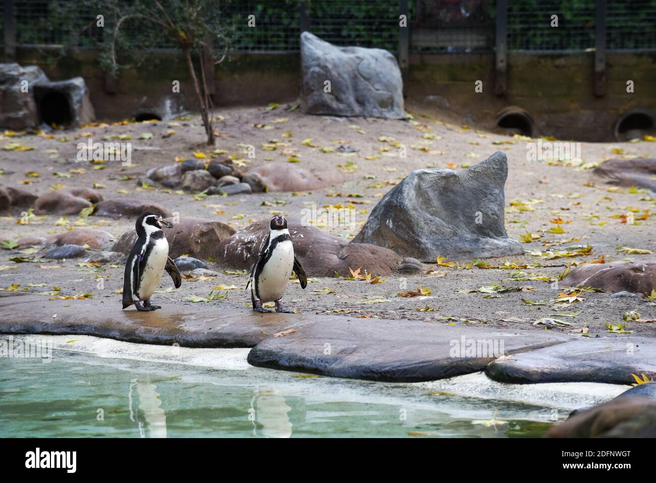 Ein einziger Pinguin steht auf Felsen am Wasser Stockfoto
