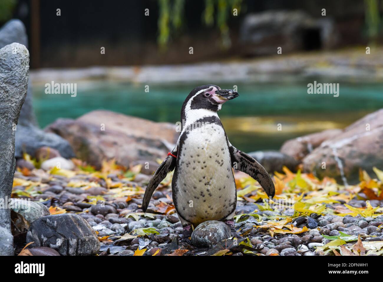 Ein einziger Pinguin steht auf Felsen am Wasser Stockfoto