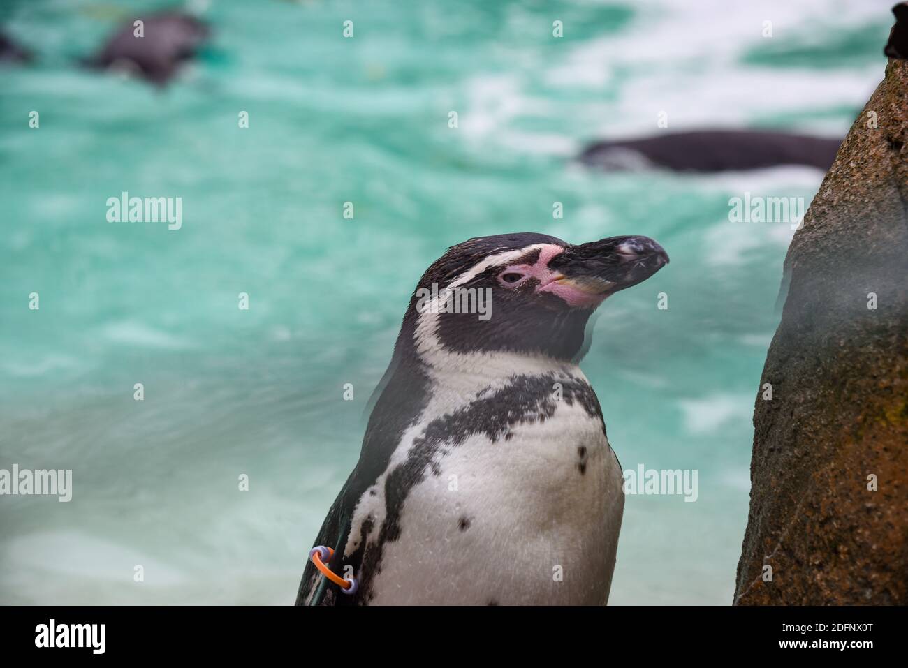 Ein einziger Pinguin steht auf Felsen am Wasser Stockfoto