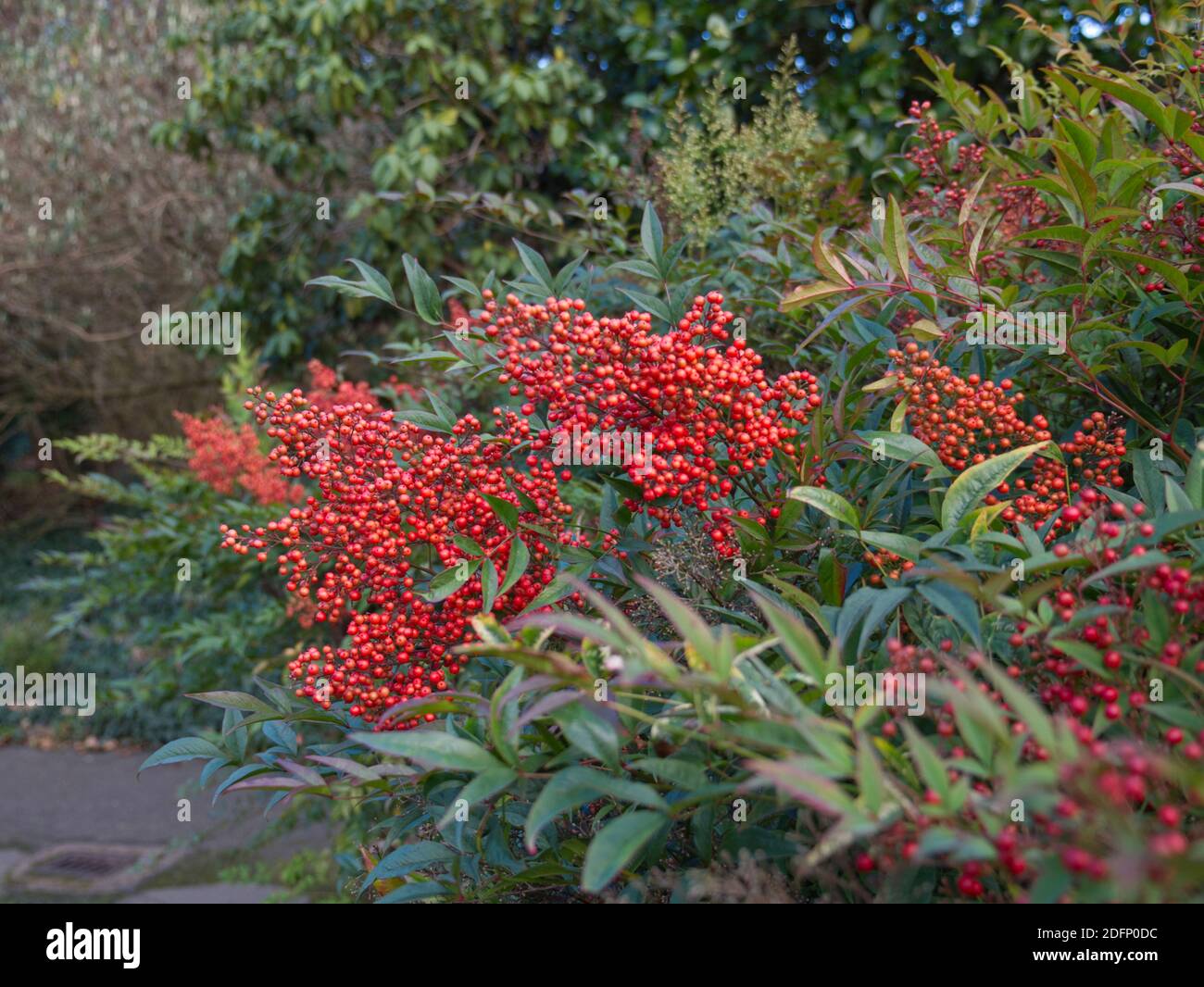 Himmlischer Bambus, Nandina Domestica, Rote Beeren. Halbgrne Strucher.  Hecken glitzernde Trpfchen. Winterspaziergang in der englischen  Landschaft. Beeren Stockfotografie - Alamy