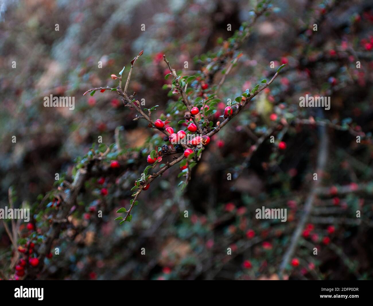 Rockspray Cotoneaster, Cotoneaster horizontalis, drapiert in seiner Herbstbrillanz. Leuchtend rote Beeren. Regentropfen. Englische Landschaft Winterspaziergang Stockfoto