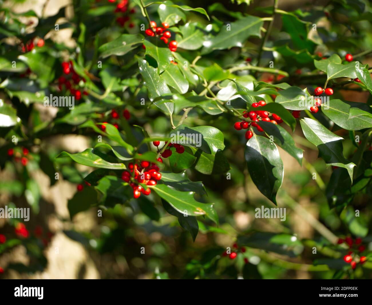 Holly beeren im regen Fotos und Bildmaterial in hoher Auflösung Alamy