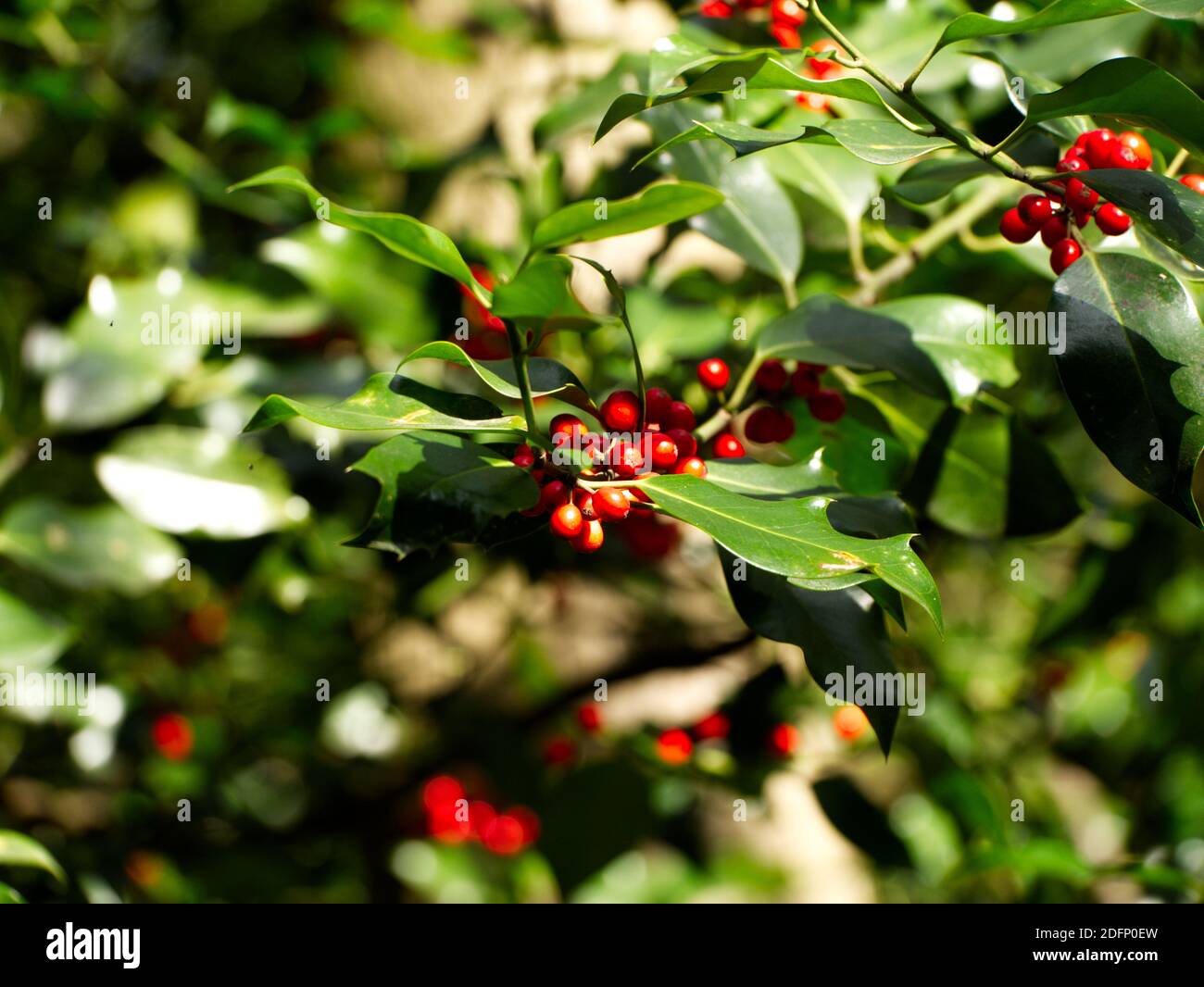 Holly beeren im regen Fotos und Bildmaterial in hoher Auflösung Alamy