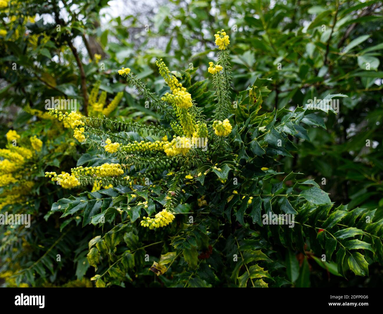 Herrliche Oregon-Traube, Berberis Aaquifolium, mit seinem leuchtend gelben Kegelblütenkopf. Hohe Oregon-Traube. Berggrape. Berberitze. Winter Park Strauch. Stockfoto