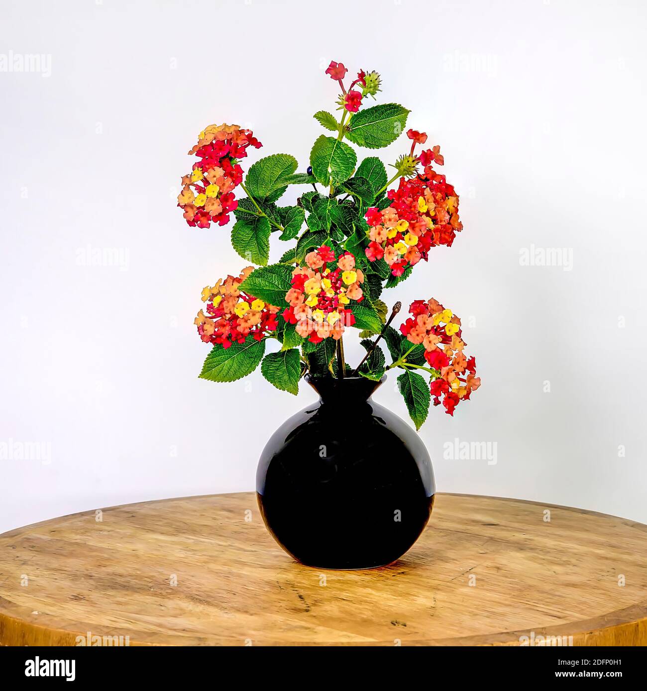 Begonia Blumen. Isoliert. Schwarz glänzende Vase mit Garten beronia bunte Blumen auf weißem Hintergrund. Stockbild. Stockfoto