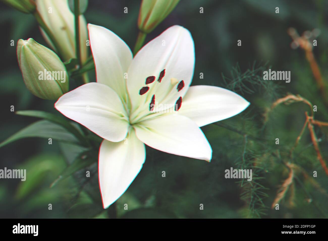 Lilium Candidum Blume mit Glitch-Effekt. Schöne weiße Pflanze im Garten. Madonnenlilie Blume, grüner Hintergrund. Stockfoto