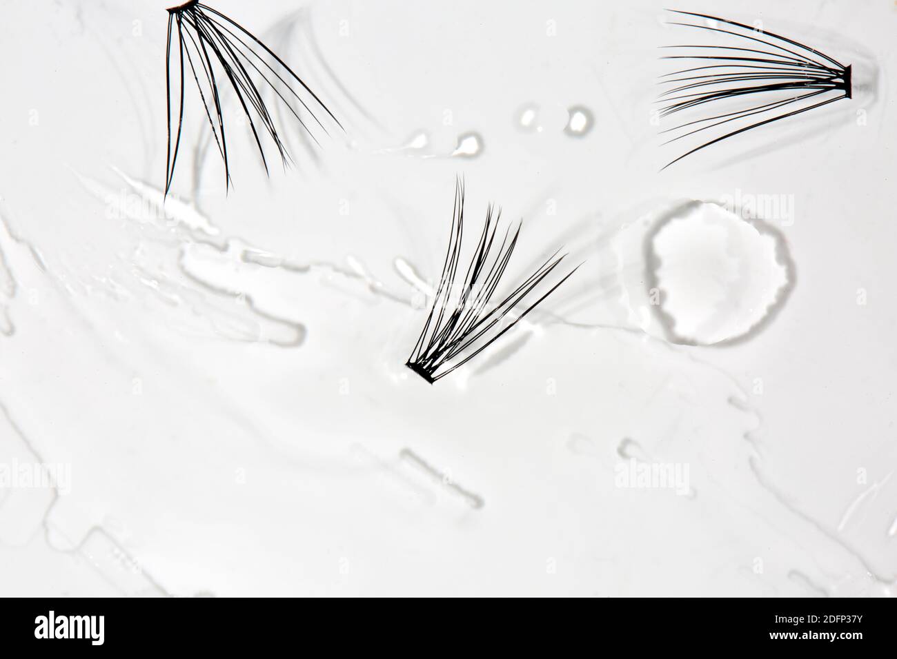 Einzelne Wimpern im Wasser auf weißem Hintergrund Stockfoto
