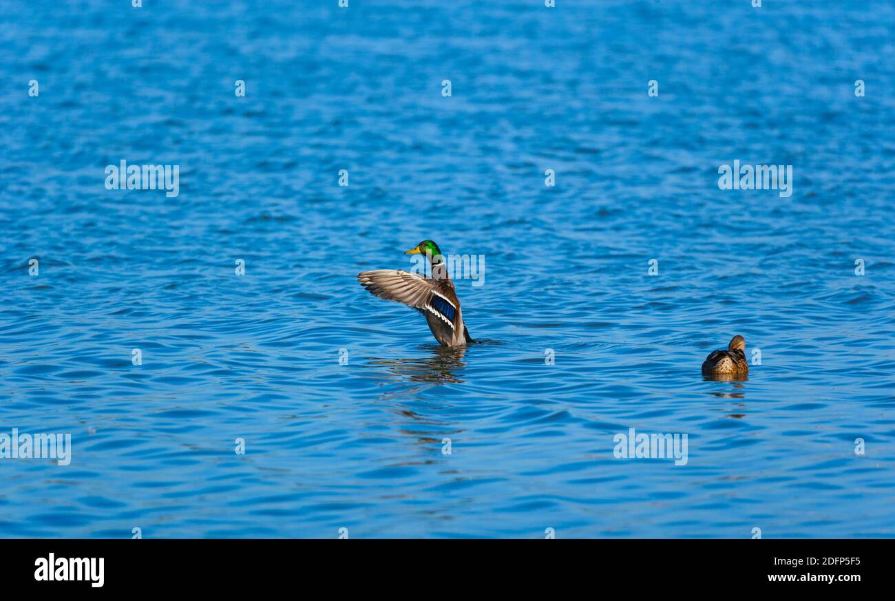 STOCKENTE oder WILDENTE - ANADE REAL (Anas platyrhynchos) Stockfoto