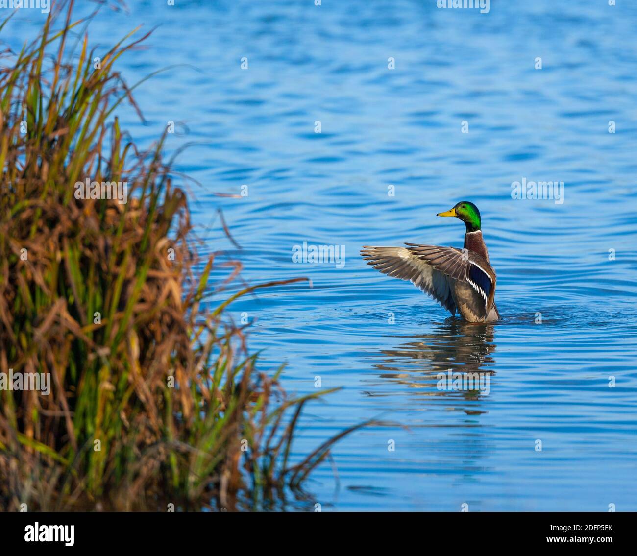 STOCKENTE oder WILDENTE - ANADE REAL (Anas platyrhynchos) Stockfoto