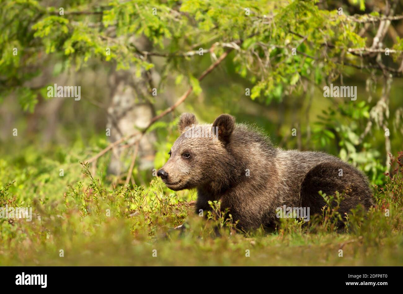 Nahaufnahme eines niedlichen kleinen eurasischen Braunbären im Wald, Sommer in Finnland. Stockfoto