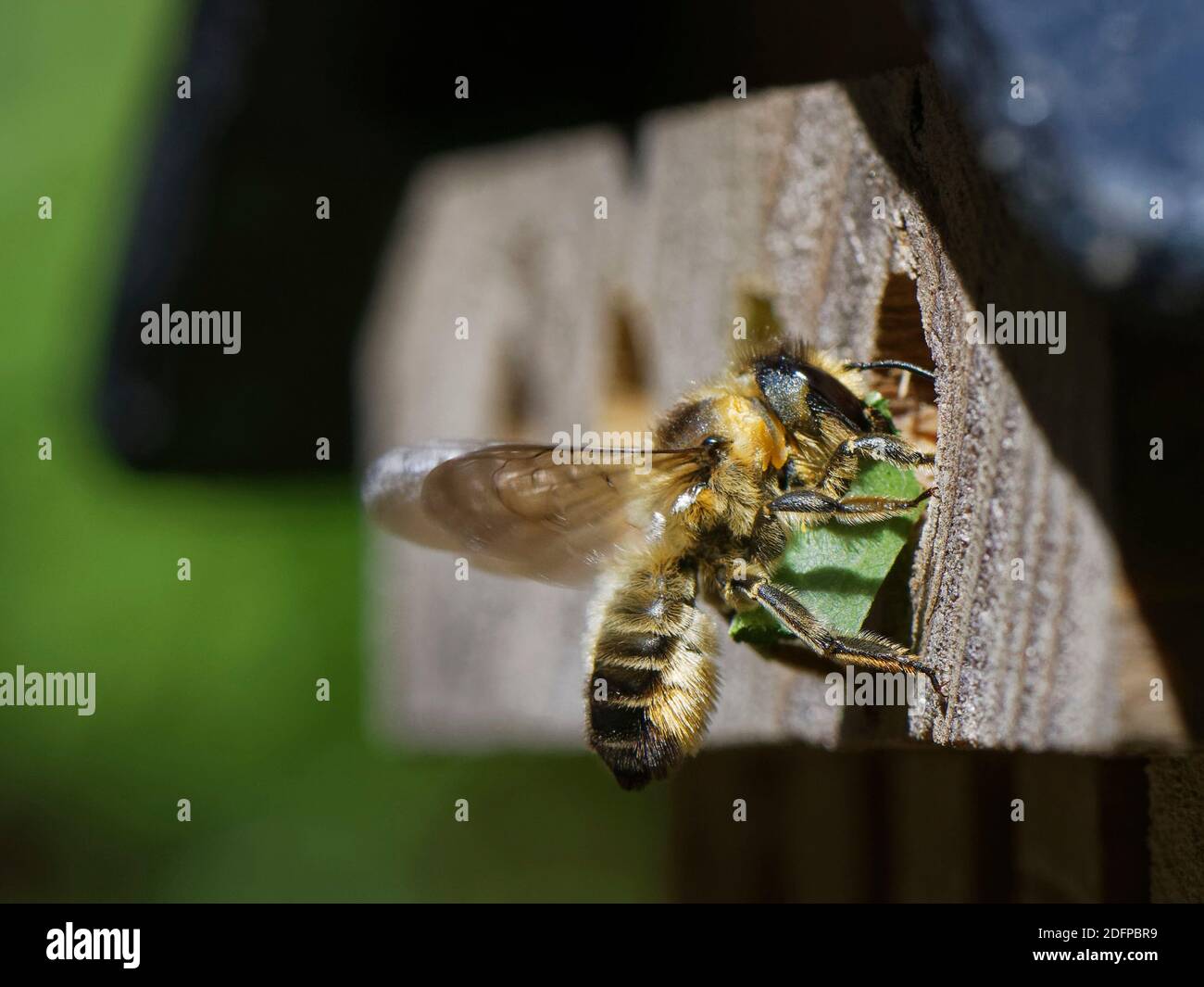 Holzschnitzerei-Biene (Megachile ligniseca), die in einem Insektenhotel in ihr Nestloch eindringt und ein geschnittenes Sycamore-Blatt trägt, um eine Brutzelle zu säumen, W Stockfoto