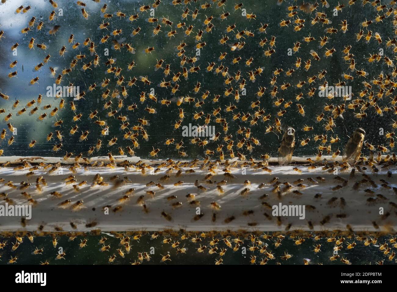 Gelbe Schwarmfliege / Chloropidfliege (Thaumatomyia notata) Aggregation und  zwei Cluster-Fliegen (Pollenia sp.), die sich zwischen einem alten  Flügelfenster und Sek Stockfotografie - Alamy