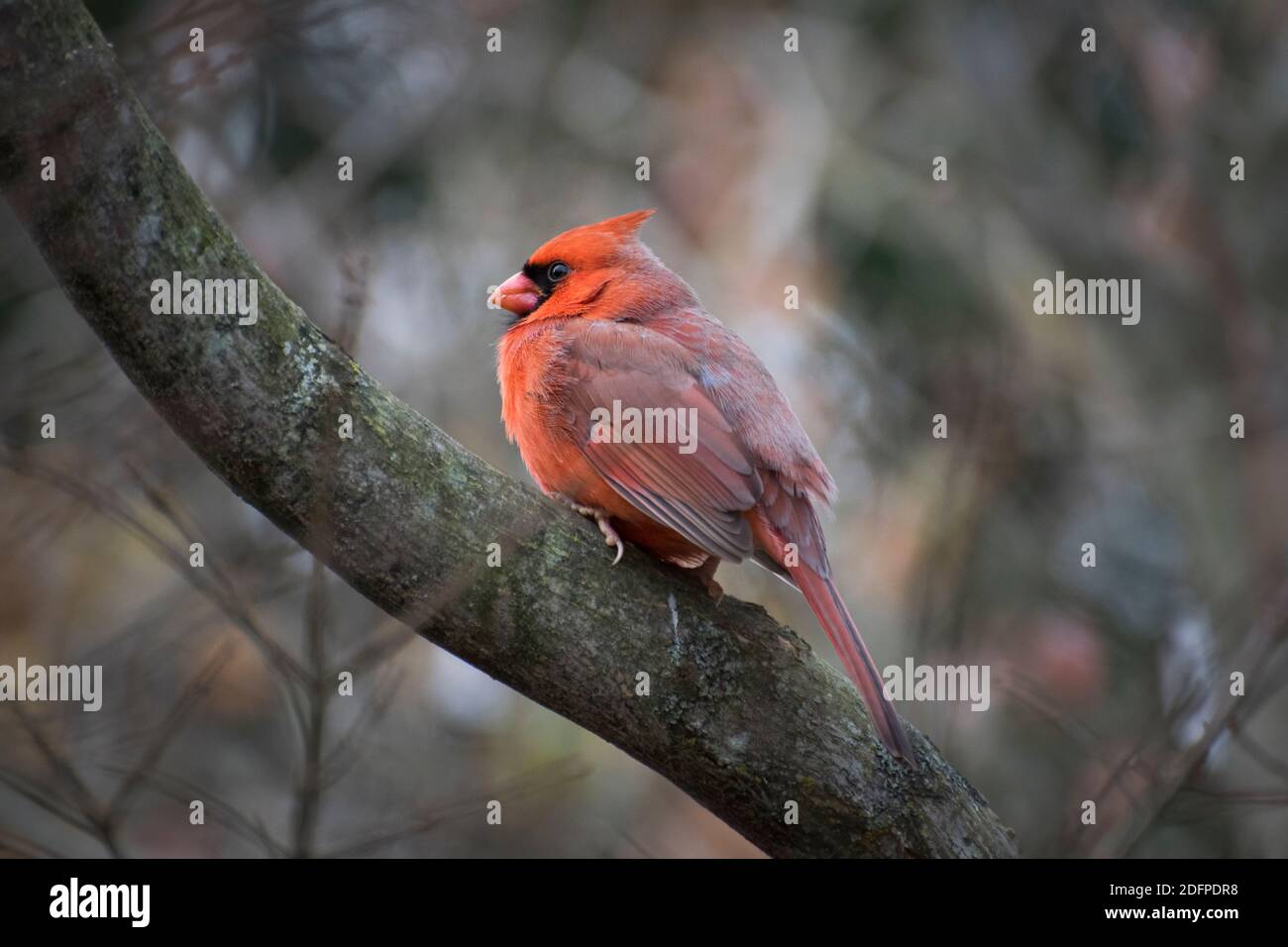 Ein roter männlicher Kardinal sitzt in einem Baum Stockfoto