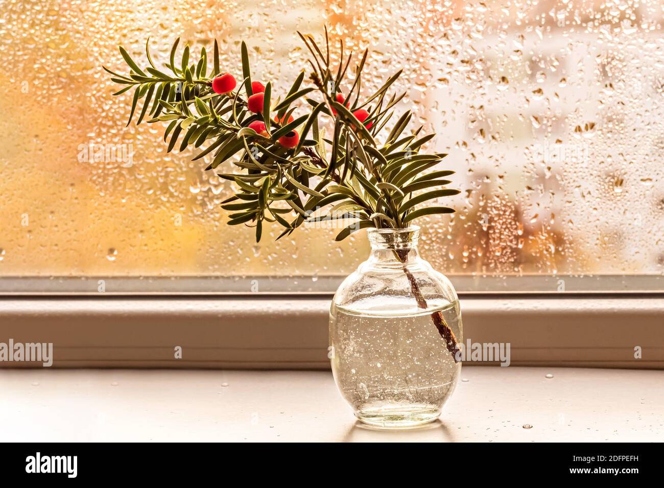 Ein Zweig der Eibe mit roten Beeren in einer kleinen Vase am Fenster. Stockfoto