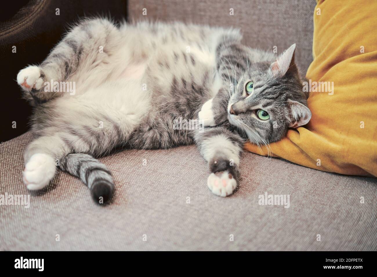 Ein fettes Haustier mit einem großen Bauch liegt auf dem Rücken, eine schwangere Katze Stockfoto