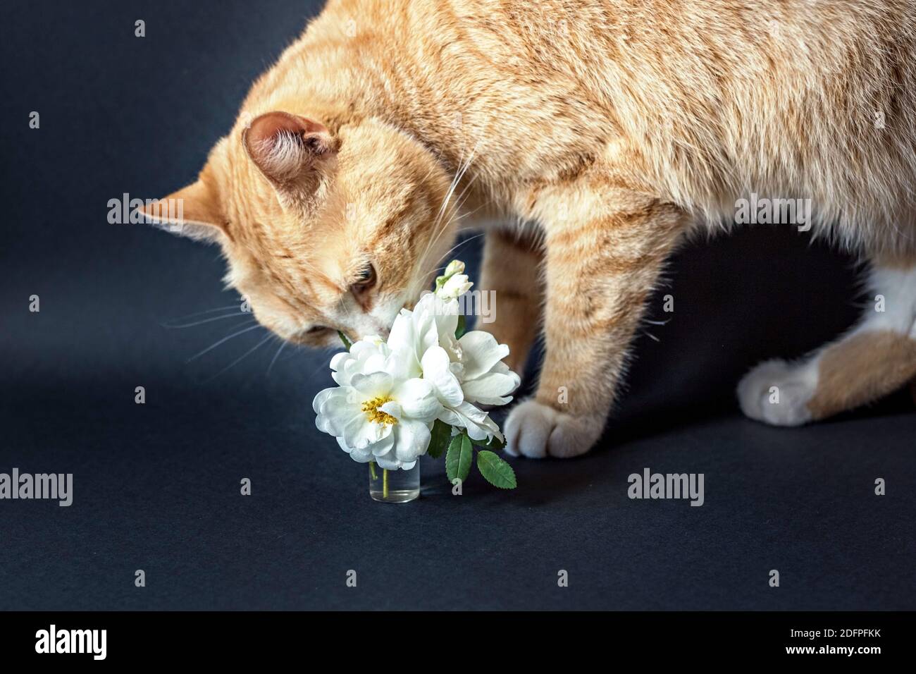 Rote Katze schnüffelt eine Vase aus weißen Blumen. Stockfoto