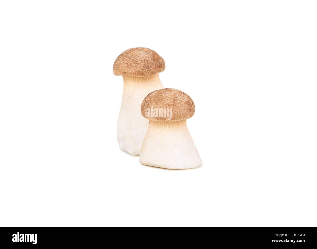Zwei rohe Eringi-Pilze isoliert auf weißem Hintergrund Stockfoto