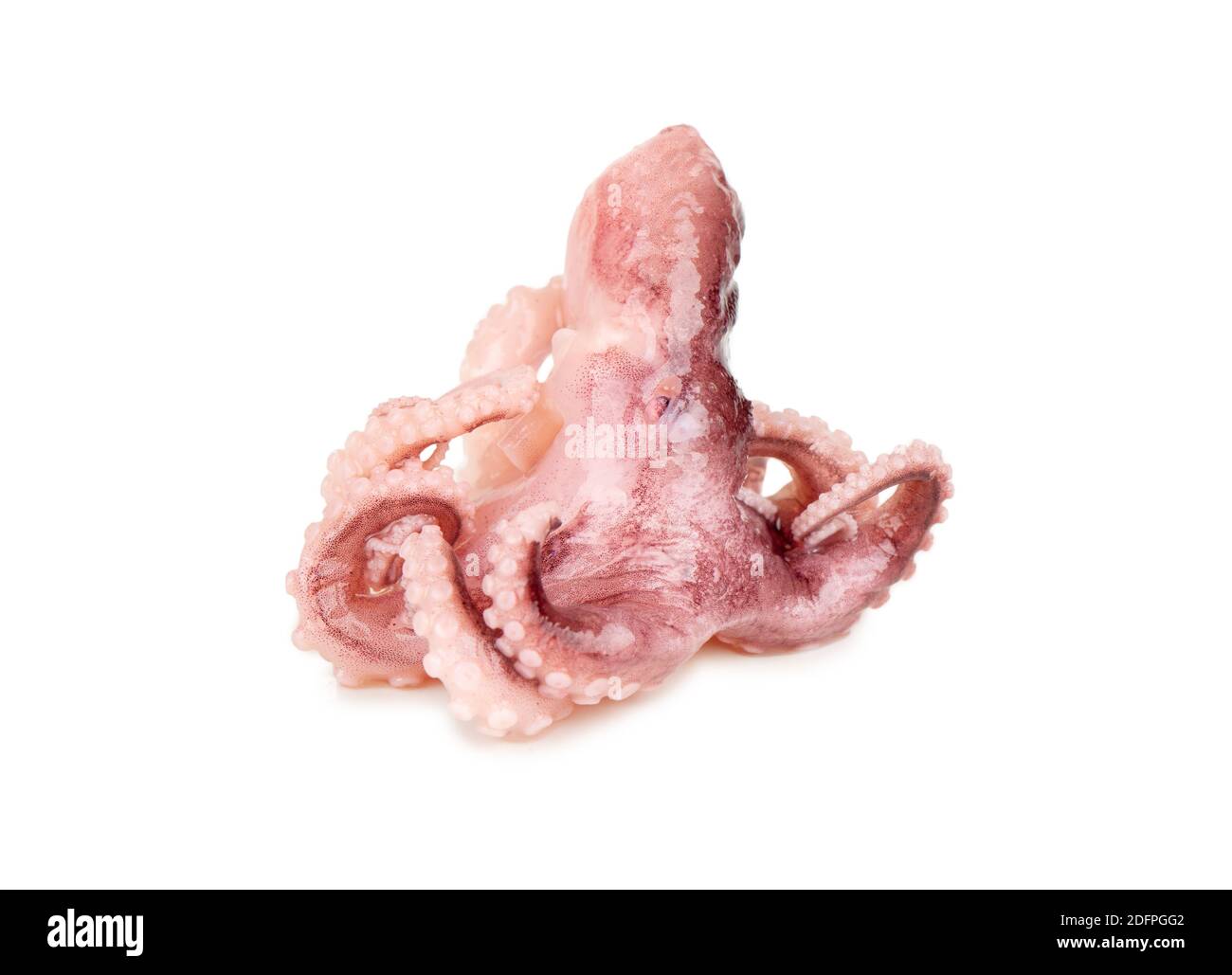 Kleine Krake isoliert auf weißem Hintergrund Stockfoto