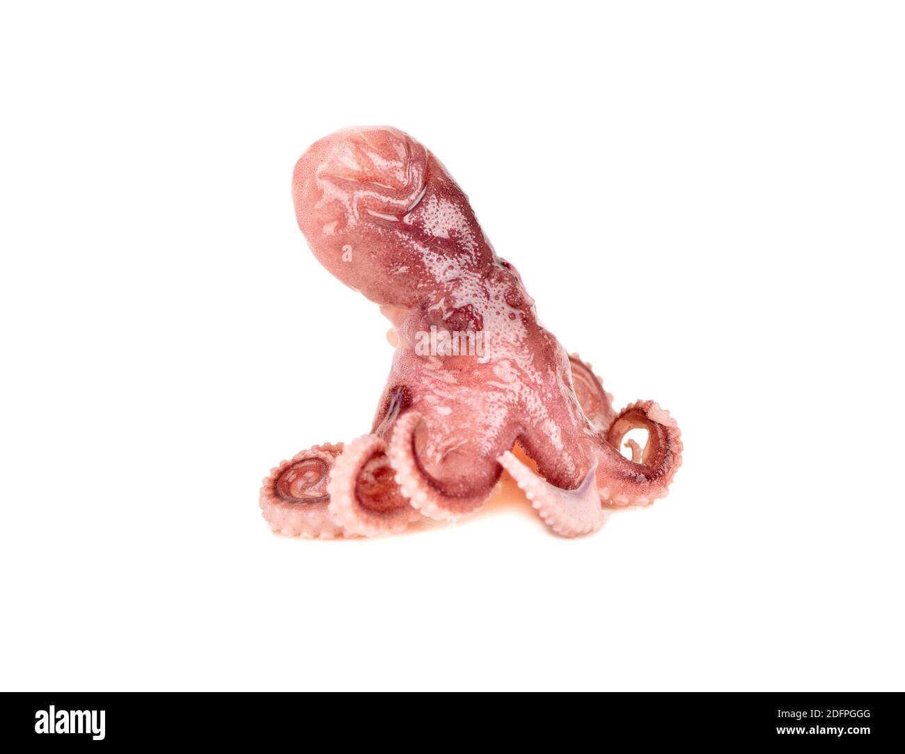 Kleine Krake isoliert auf weißem Hintergrund Stockfoto