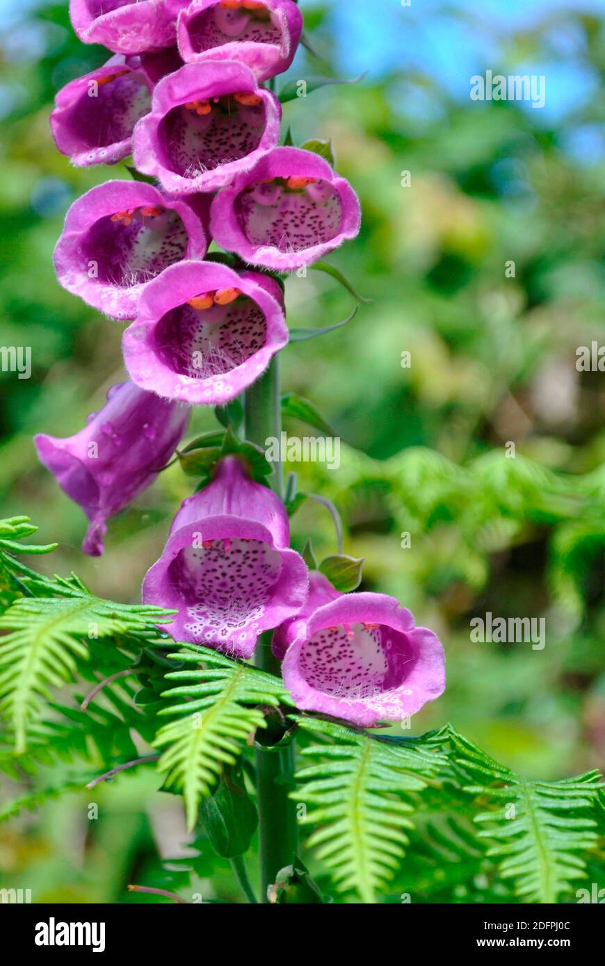 Nahaufnahme von rosa Fuchshandschuh mit orangen Pollen Beutel und Farn Stockfoto