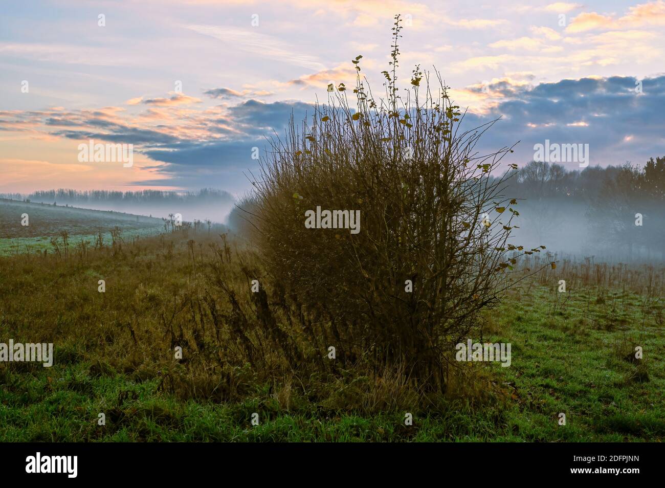 Hecke mit ankommendem Bodenfrost/Nebel in einem Norfolk-Dorf in großbritannien. Stockfoto