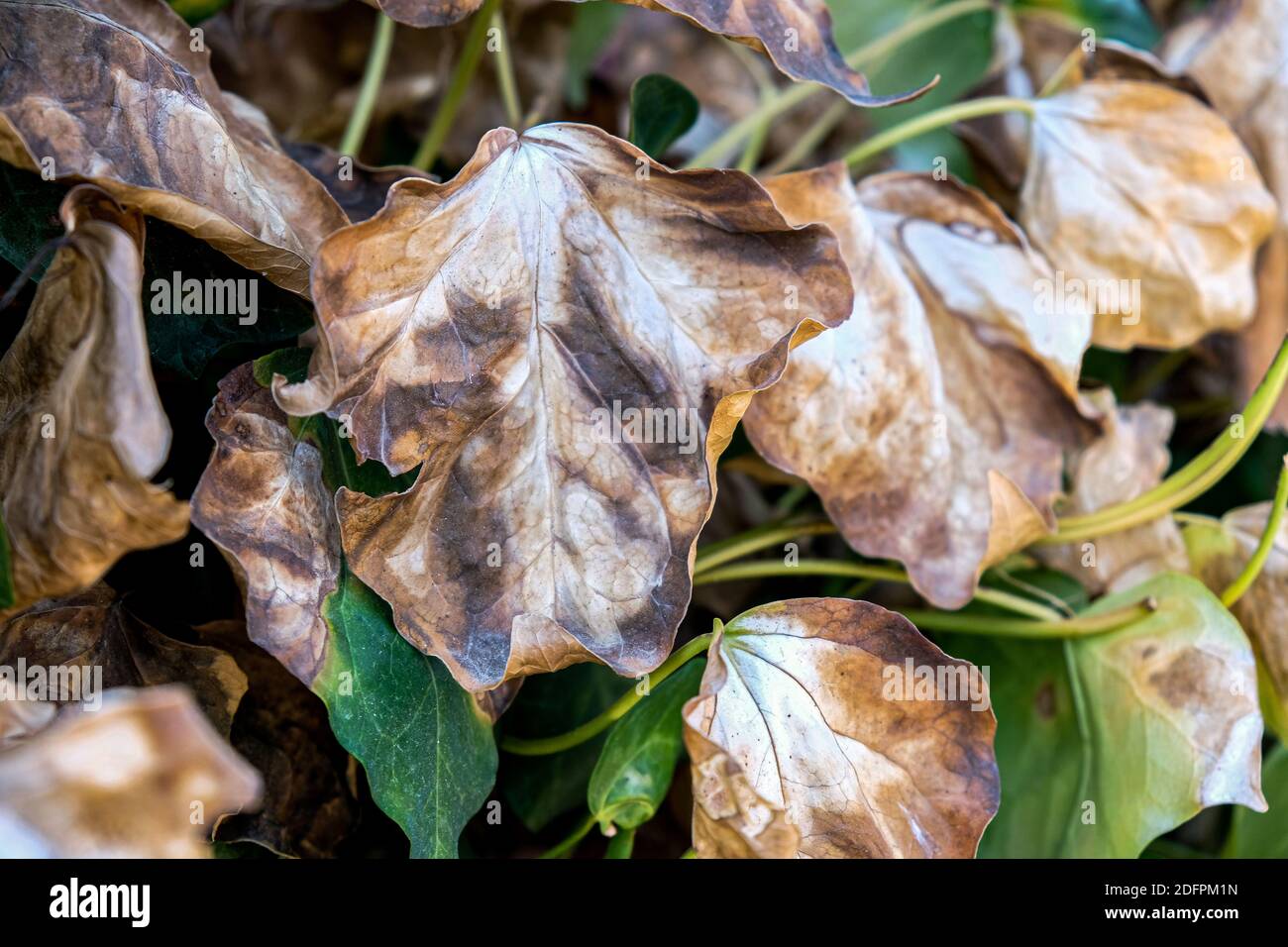 Groe getrocknete Bltter einer Kletterpflanze im Herbst. Trockene Bltter  aus nchster Nhe. Krankheiten, in denen die Bltter der Blte trocken sind  Stockfotografie - Alamy