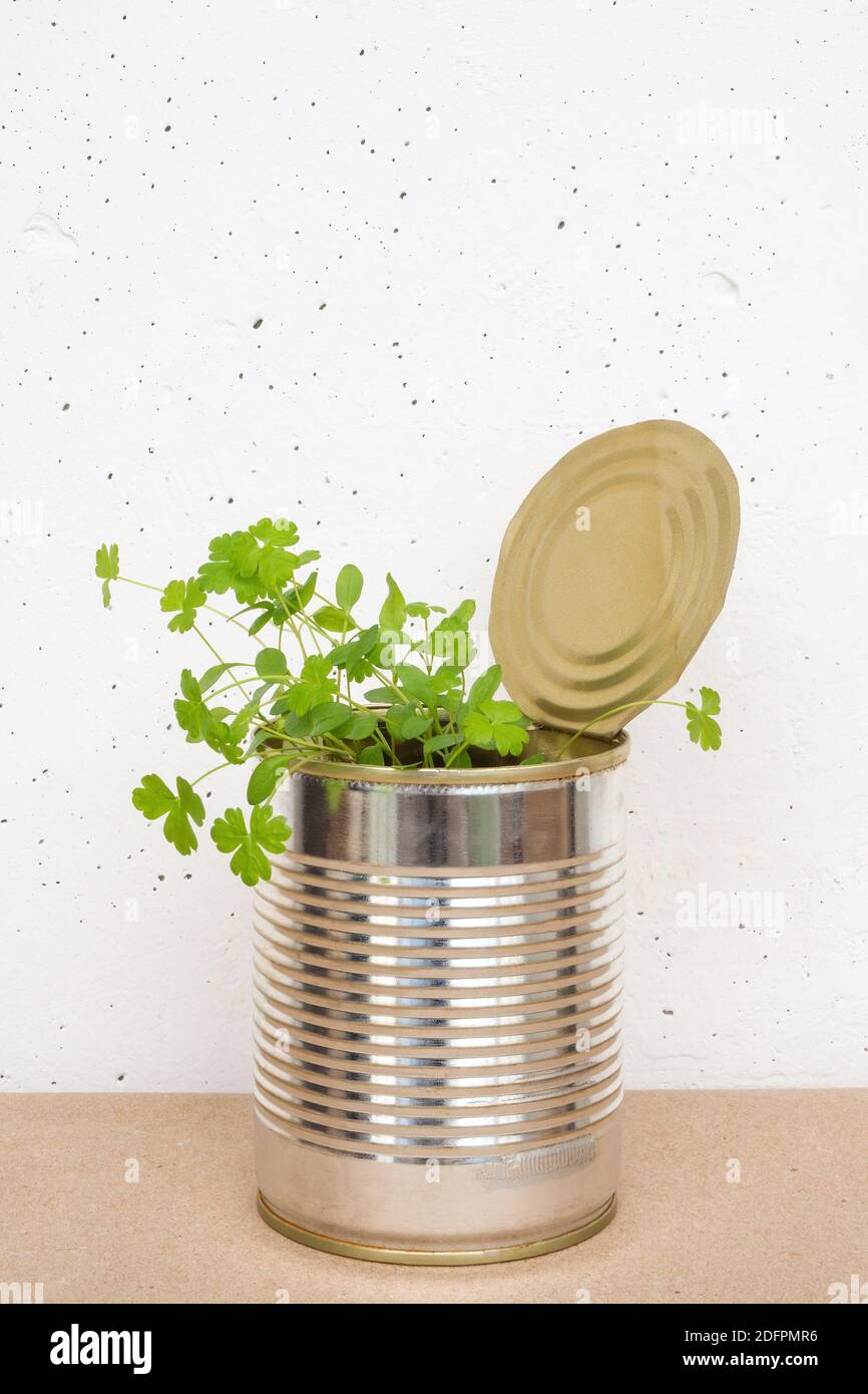 Petersiliensprossen in Zinndose auf braunem Papier auf weißem Betonboden. Anbauen von Micro Greens zu Hause, Kopierraum, vertikale Ansicht Stockfoto