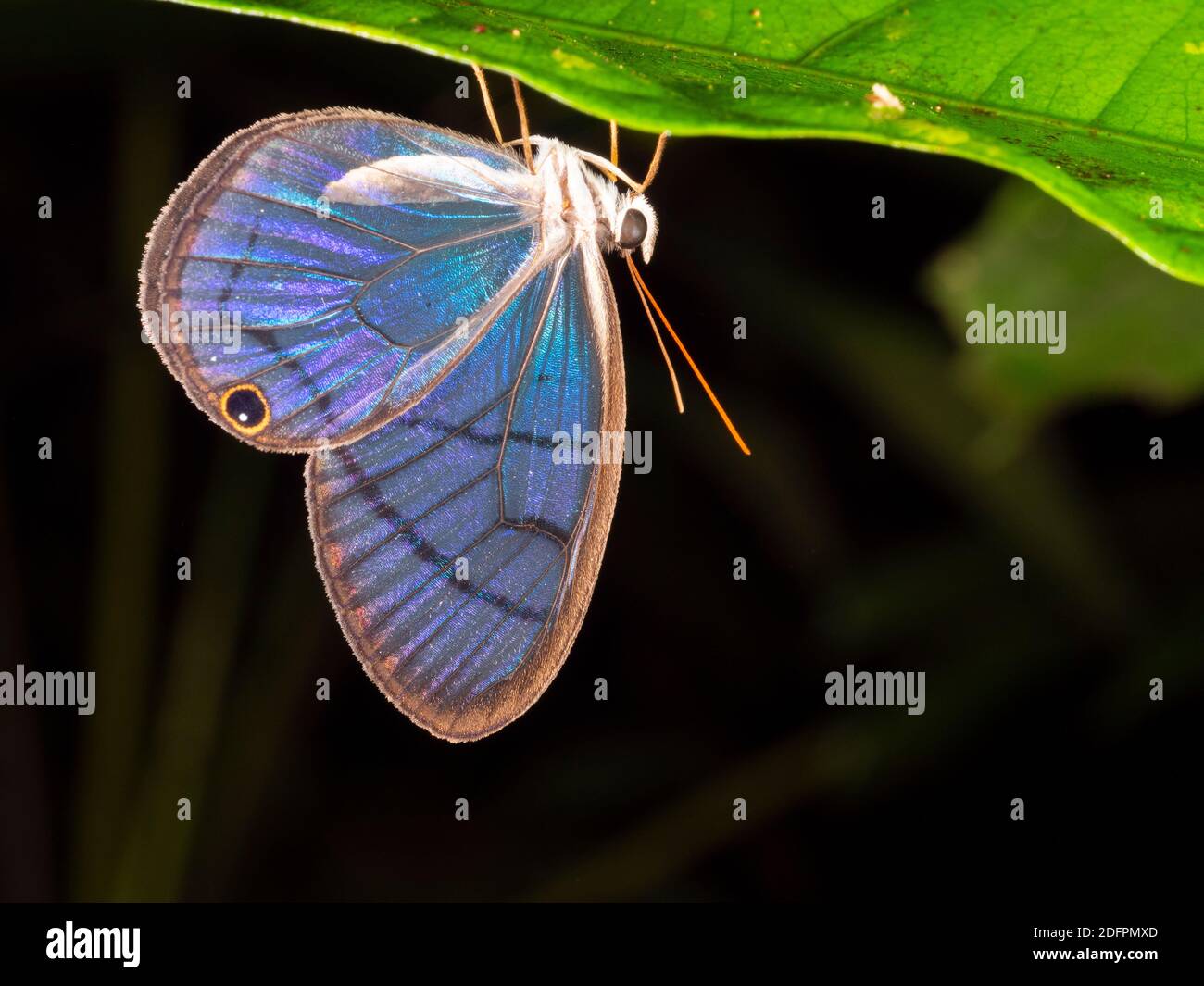 Durchsichtiger Schmetterling (Cithaerias sp., Familie Satyridae), der nachts unter einem Blatt im Unterholz des Regenwaldes bei Puerto Quito im Westen Ecuas brüllt Stockfoto