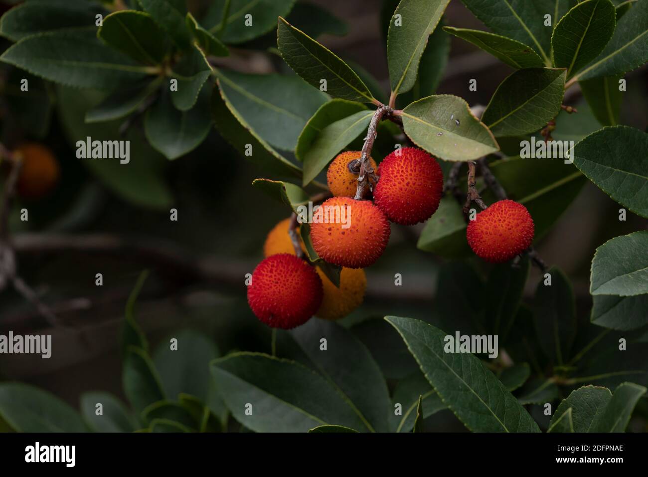 Süße Früchte des Arbutus unedo, oder Erdbeerbaum, im Herbst, im Retiro Park, Madrid. Sie sind ein Symbol der Stadt, zusammen mit dem Bären, ein specie Stockfoto