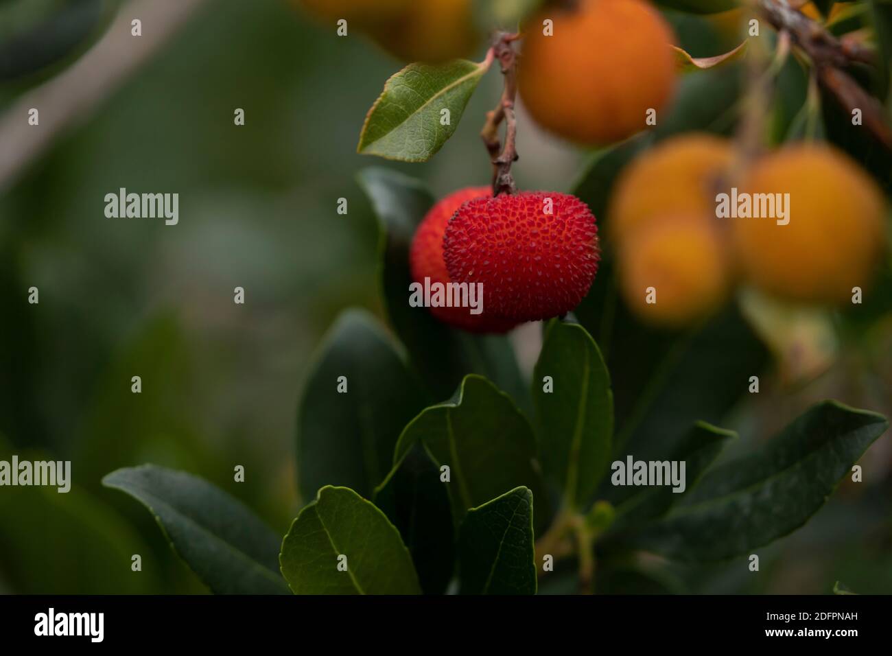 Süße Früchte des Arbutus unedo, oder Erdbeerbaum, im Herbst, im Retiro Park, Madrid. Sie sind ein Symbol der Stadt, zusammen mit dem Bären, ein specie Stockfoto