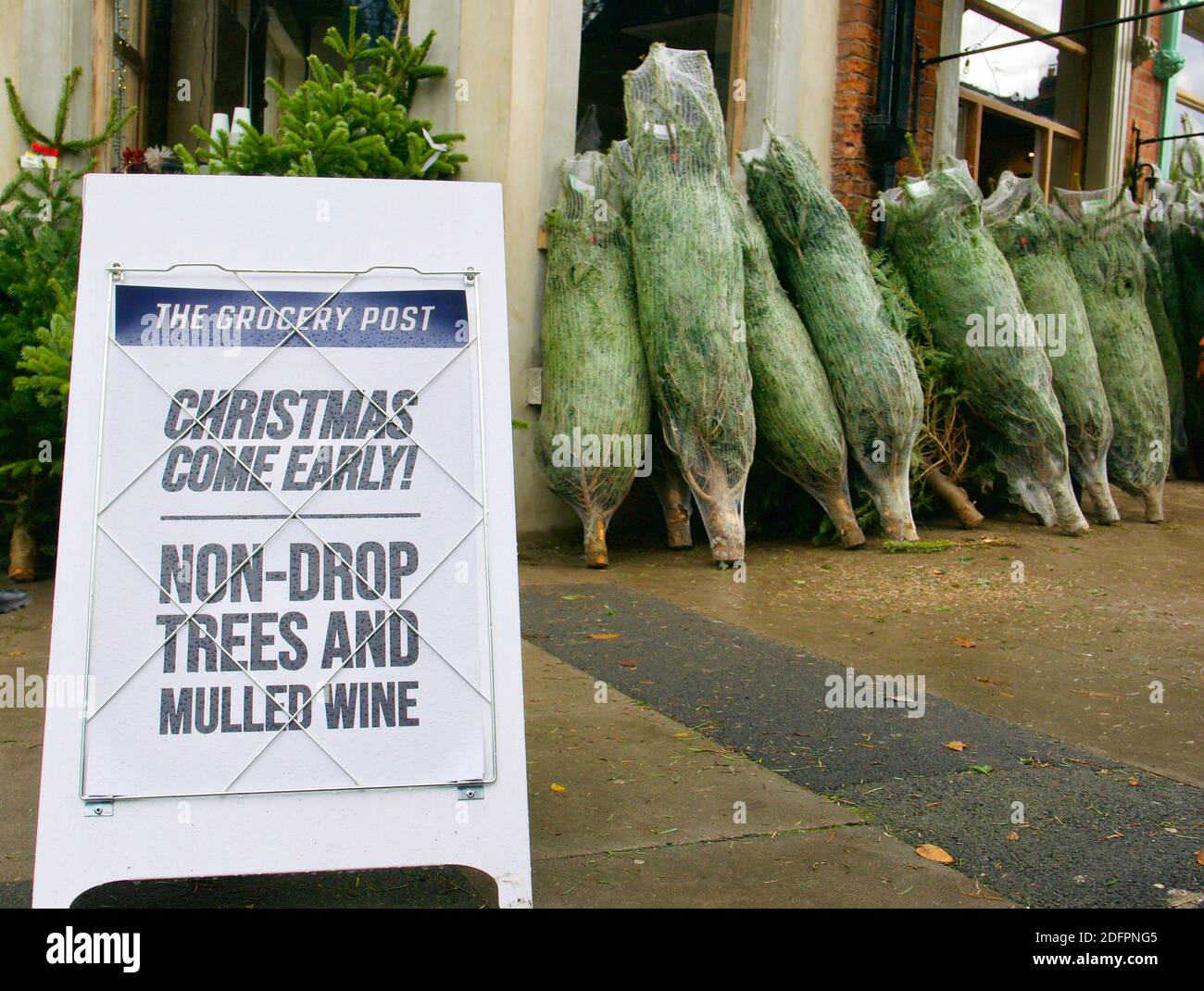 Weihnachtsbäume (Nordmann Fir) verkaufen im Dorfladen auf dem Bürgersteig am Straßenrand. Erstes Wochenende im Dezember. Highgate, London. Stockfoto