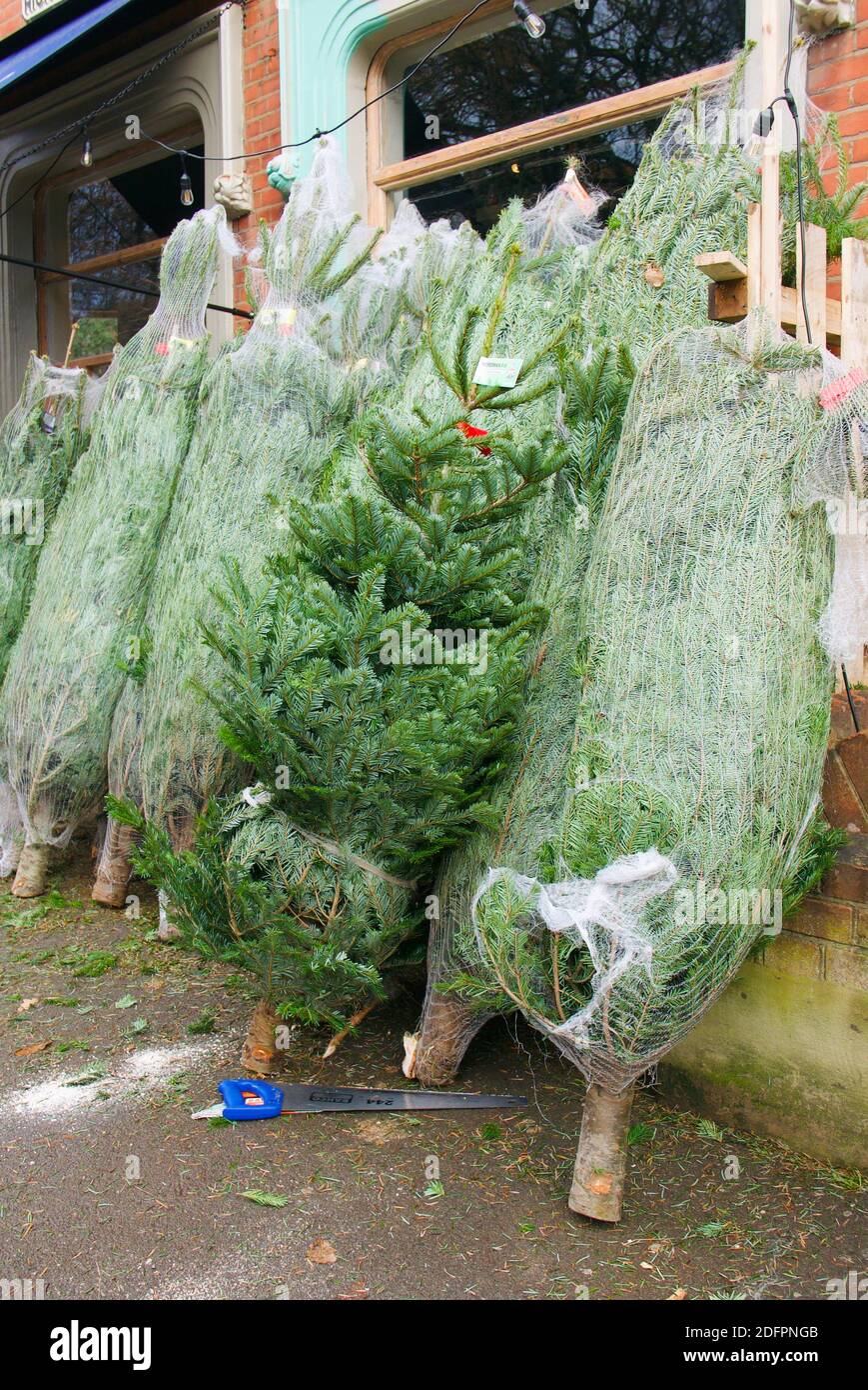 Weihnachtsbäume (Nordmann Fir) verkaufen im Dorfladen auf dem Bürgersteig am Straßenrand. Erstes Wochenende im Dezember. Highgate, London. Stockfoto