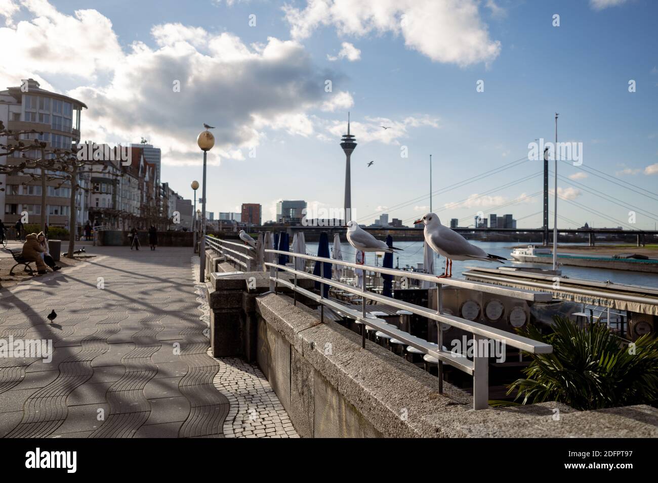 Vogel auf Geländer und unverschämter Hintergrund der Promenade Flussufer des Rheinturms, Hängebrücke und Rheinturm in Düsseldorf, Deutschland. Stockfoto