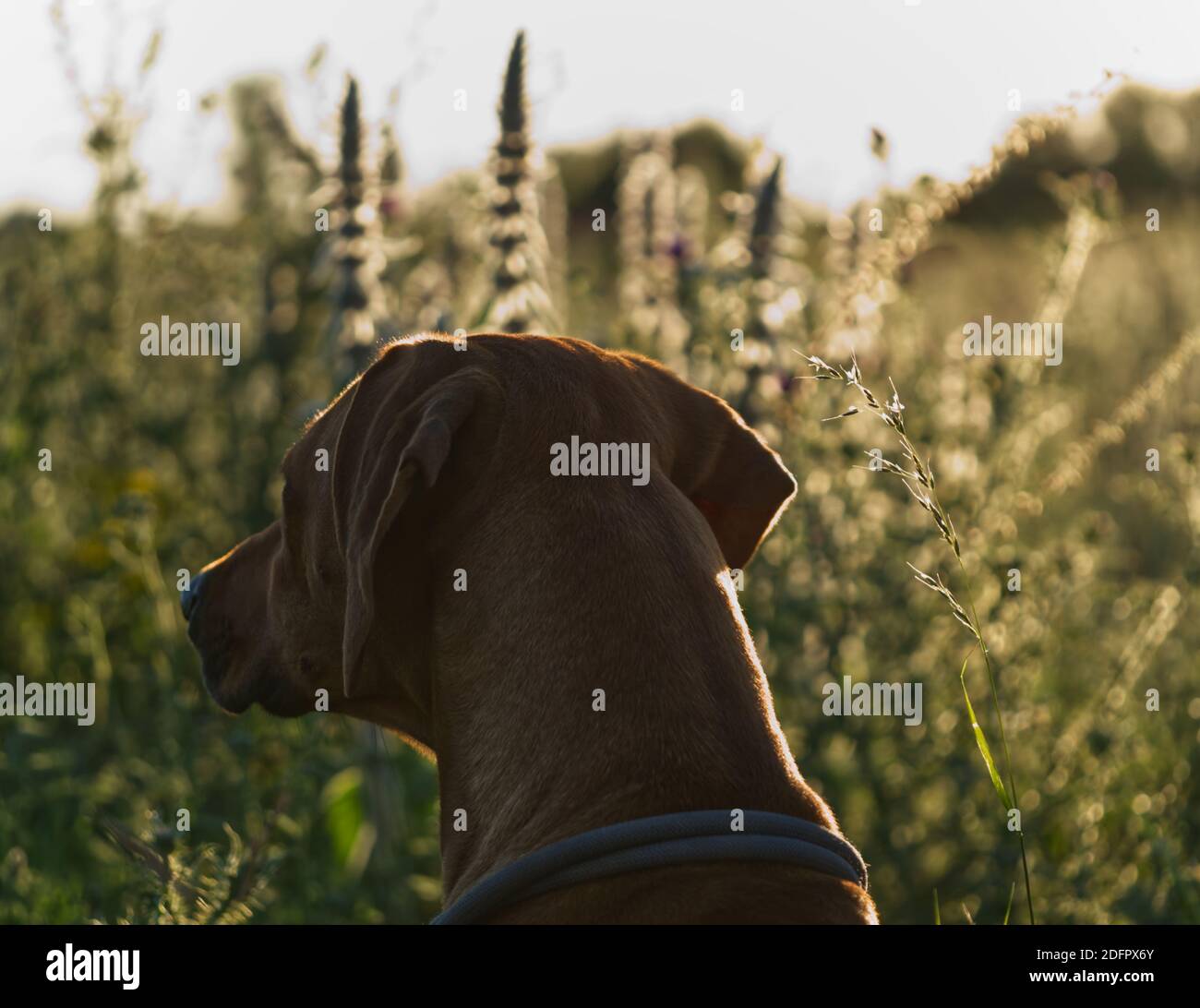 Mit einem schönen rhodesian ridgeback eine schöne Zeit bei Sonnenuntergang In jena Stockfoto