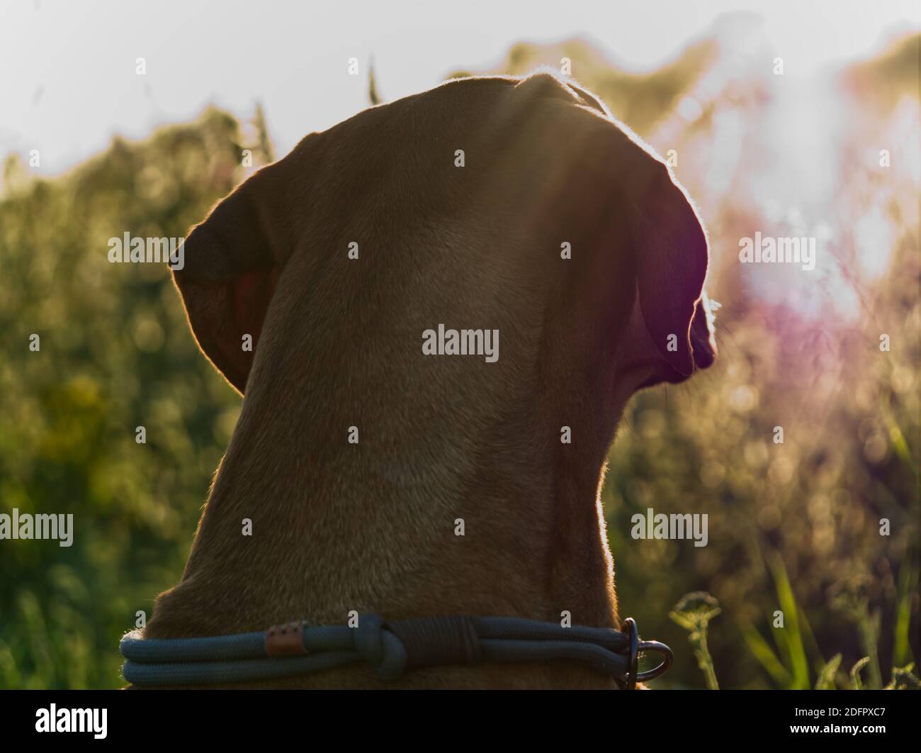 Mit einem schönen rhodesian ridgeback eine schöne Zeit bei Sonnenuntergang In jena Stockfoto