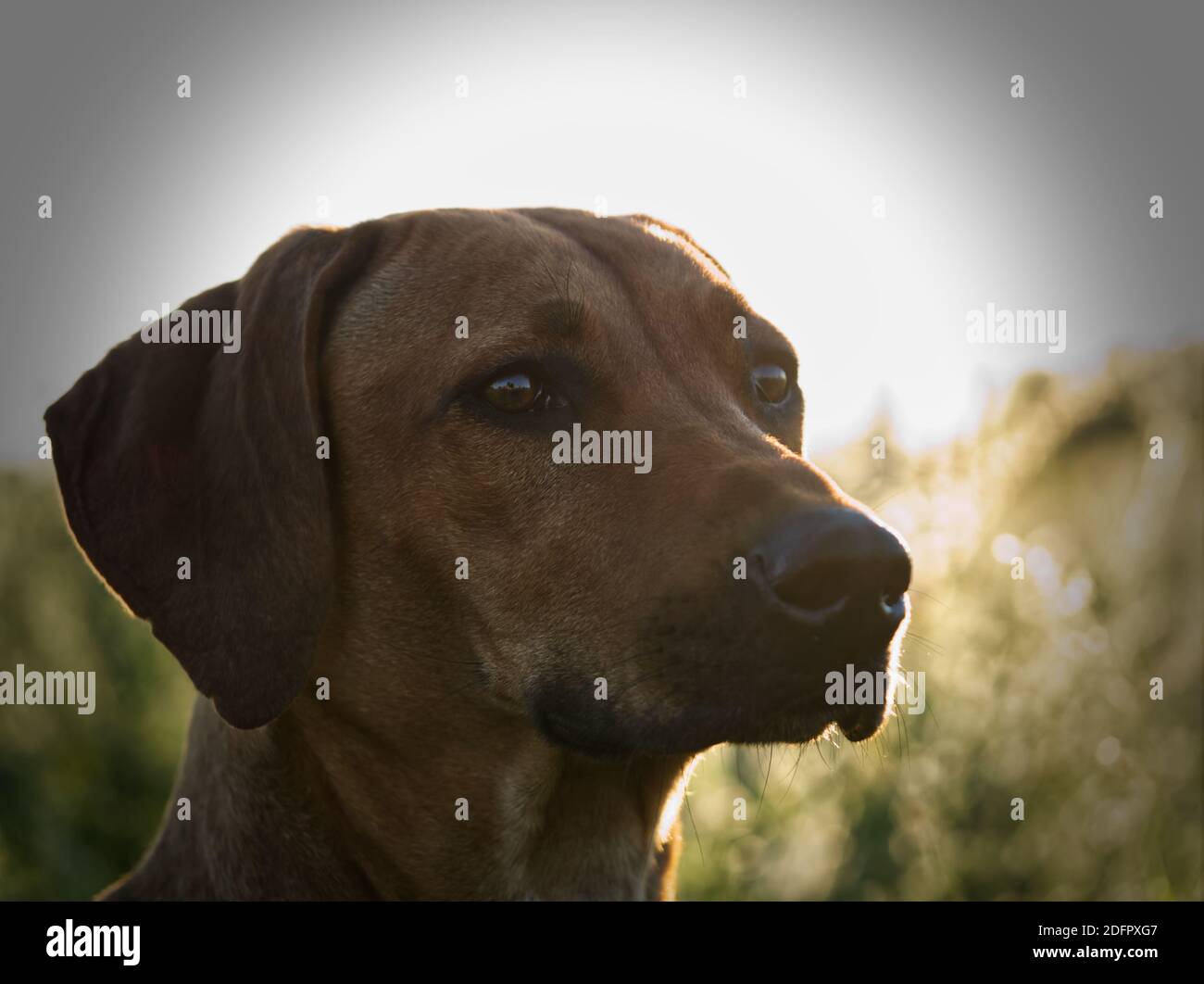 Mit einem schönen rhodesian ridgeback eine schöne Zeit bei Sonnenuntergang In jena Stockfoto