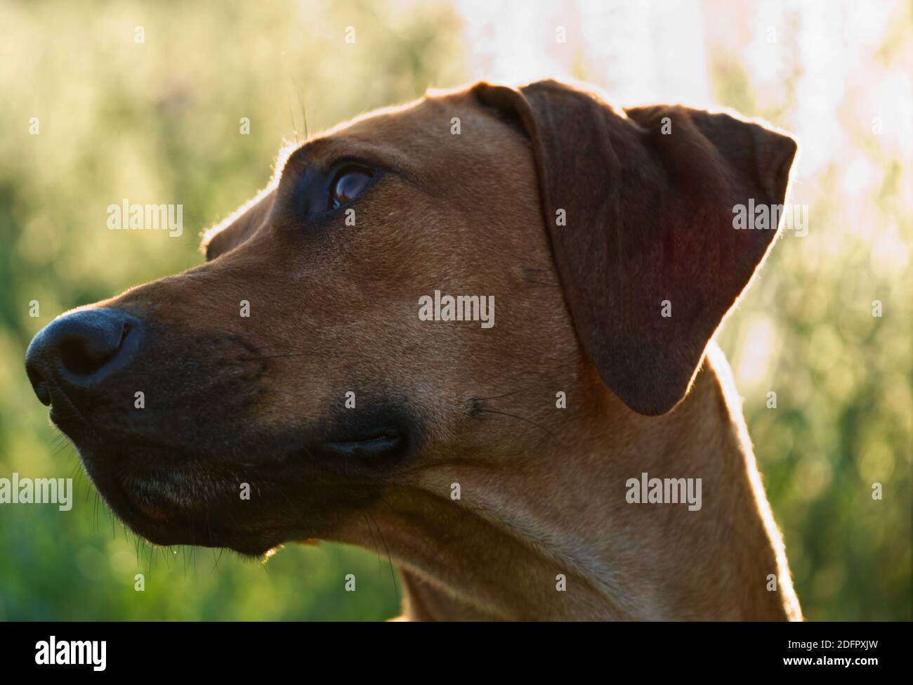 Mit einem schönen rhodesian ridgeback eine schöne Zeit bei Sonnenuntergang In jena Stockfoto