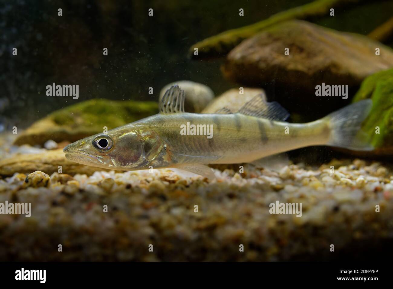 Zander (Sander lucioperca) unter dem Wasser. Fleischfressende Fische mit markierten Flossen. Gefangen unter Wasser. Dunkler Hintergrund, steiniger Boden. Stockfoto
