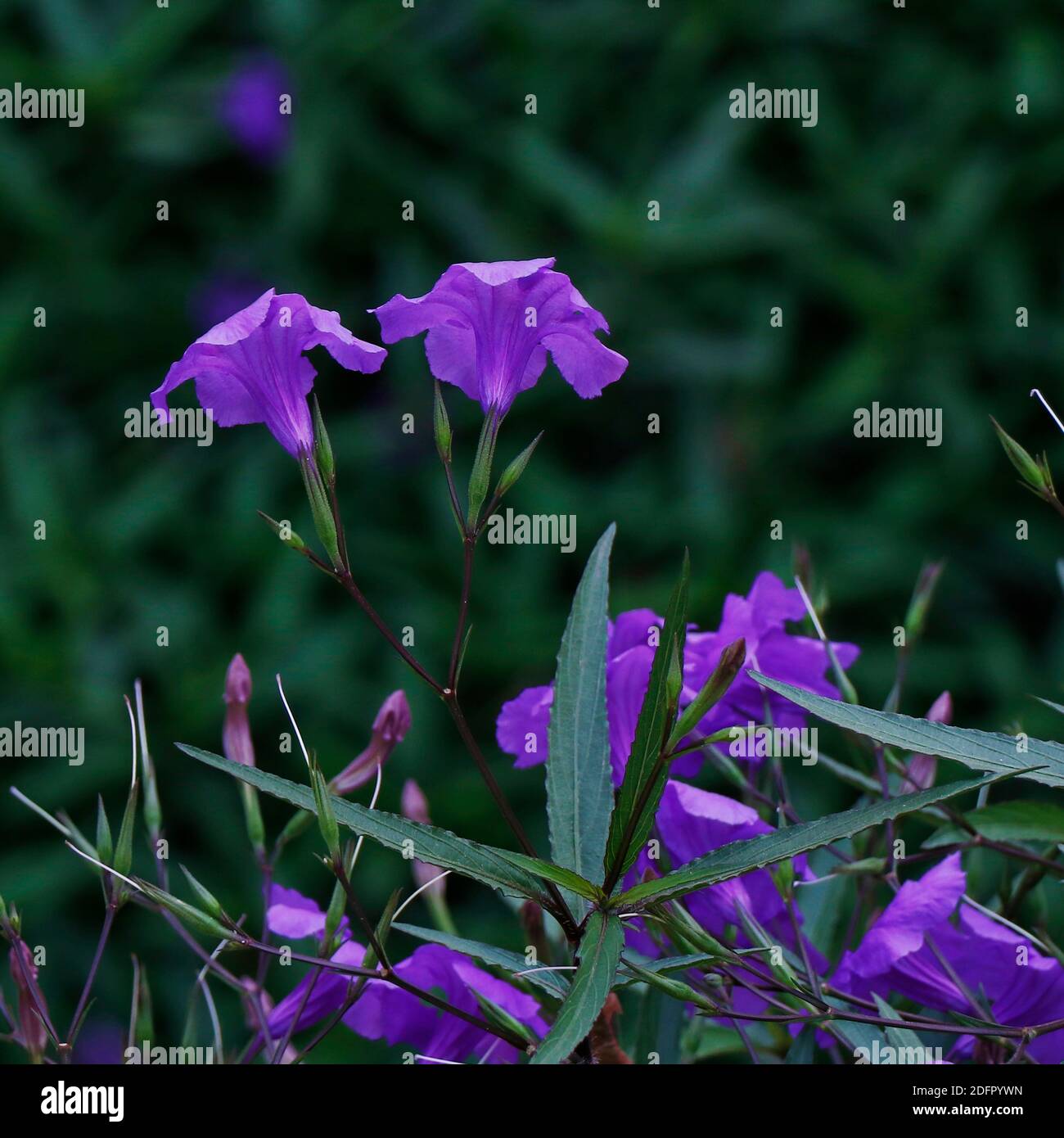 Blüht im Frühling aus nächster Nähe. Natur Hintergrund. Sweet Violet, English Violet, Common Violet oder Garden Violet Flower Stockfoto