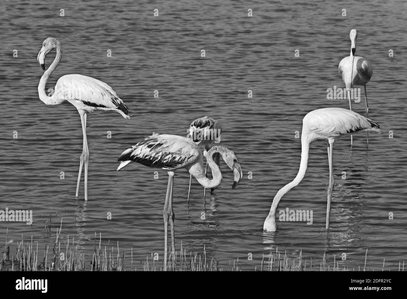 Großflamingo ist die am weitesten verbreitete und größte Art der Flamingo-Familie. Sie ist in Afrika, dem indischen Subkontinent, dem Nahen Osten und Europ zu finden Stockfoto