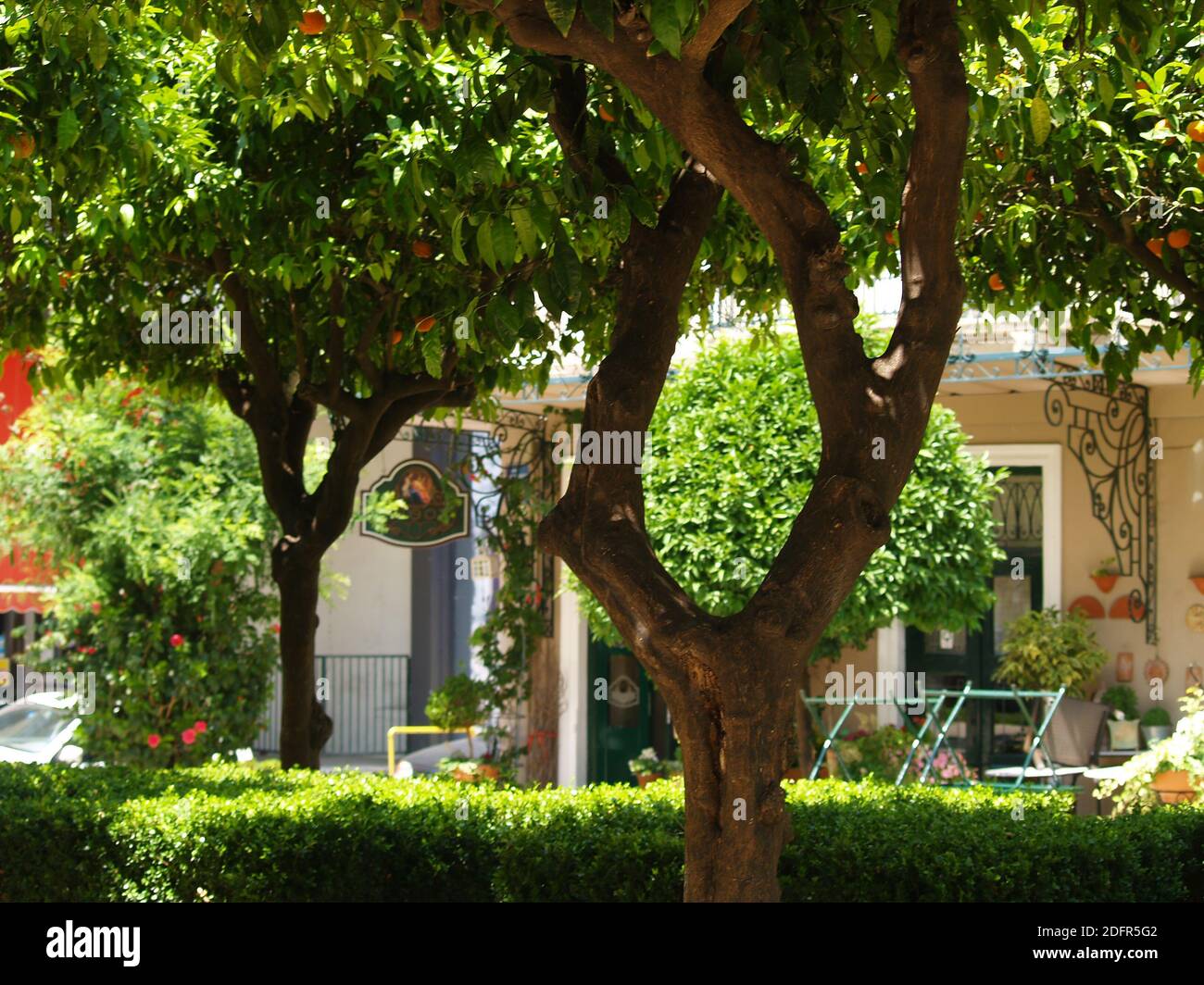 Orangenbäume auf der Trion Navarchon Straße in Patras, Griechenland Stockfoto