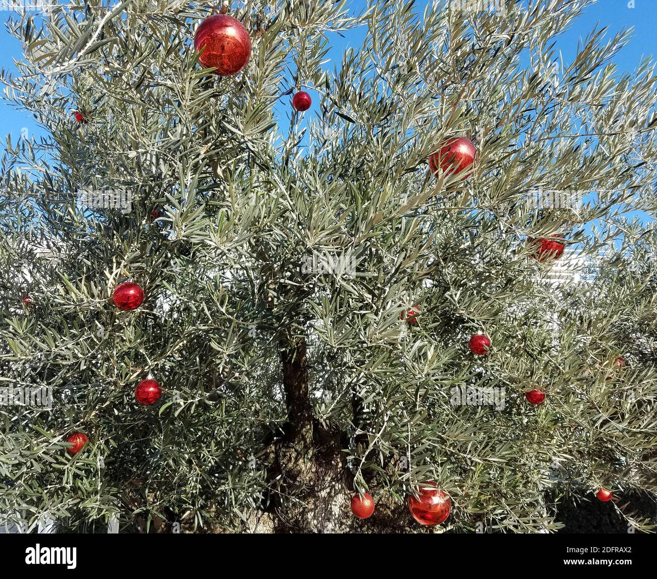 Olivenbaum fr Weihnachten mit roten Glasgloben fr warmes Klima Weihnachten  Hintergrnde dekoriert Stockfotografie - Alamy