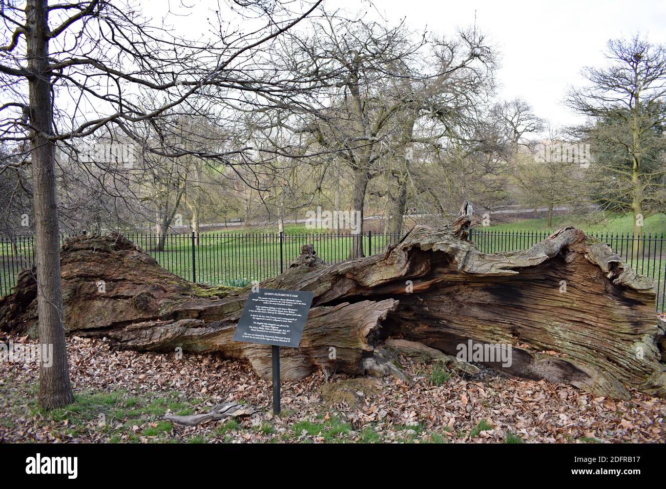 Queen Elizabeth's Oak in Greenwich Park, London der Baum ist seit dem 19. Jahrhundert tot und hat Verbindungen zu Elizabeth I und Henry VIII Stockfoto