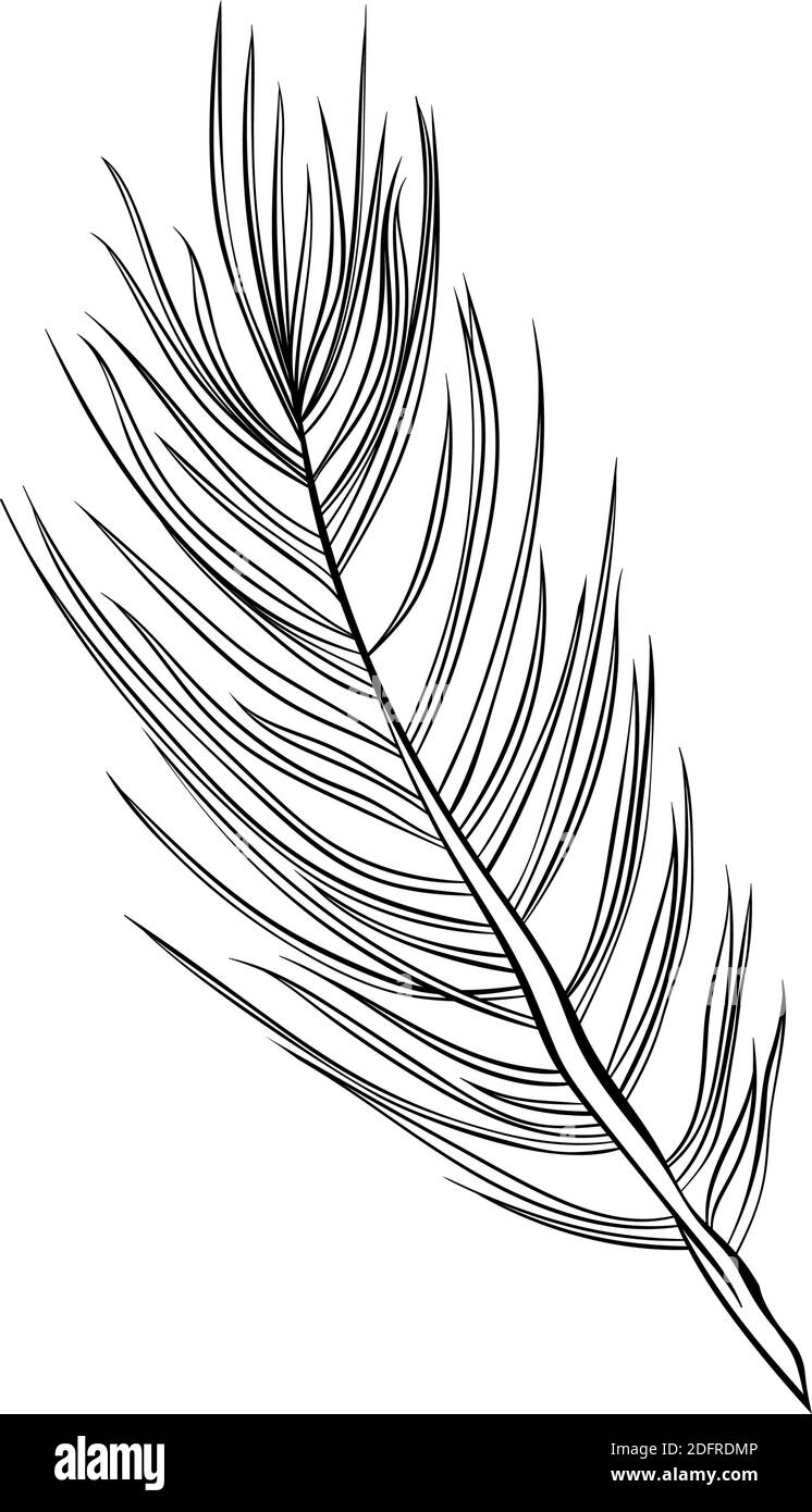 Tannenzapfen Set, Kiefer Zweig Fichten, Vektor-Linie Kunst Dekoration Element für Muster und Hintergründe. Pinecone isoliertes Design, moderne trendige schwarz-weiße handgezeichnete Weihnachtsdekor Stock Vektor