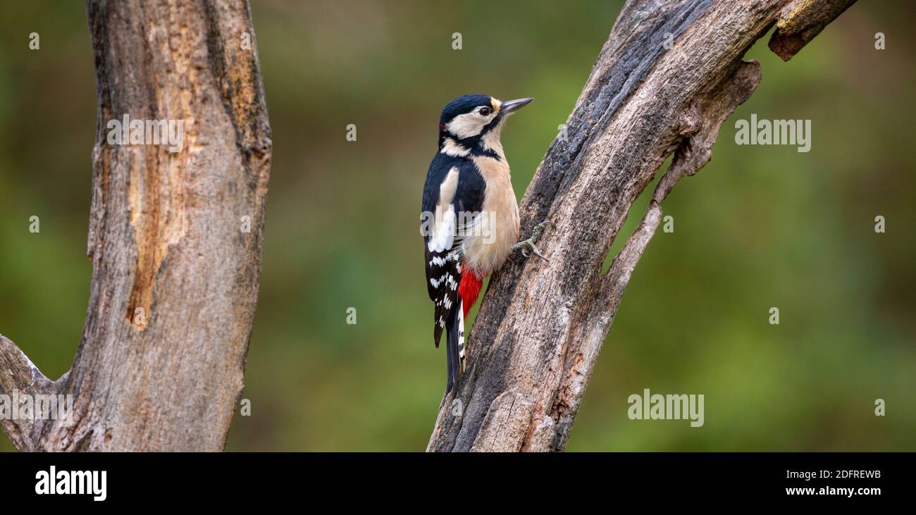 Panorama eines erwachsenen Männchen Buntspecht (Dendrocopos major) Auf einem toten Ast Stockfoto