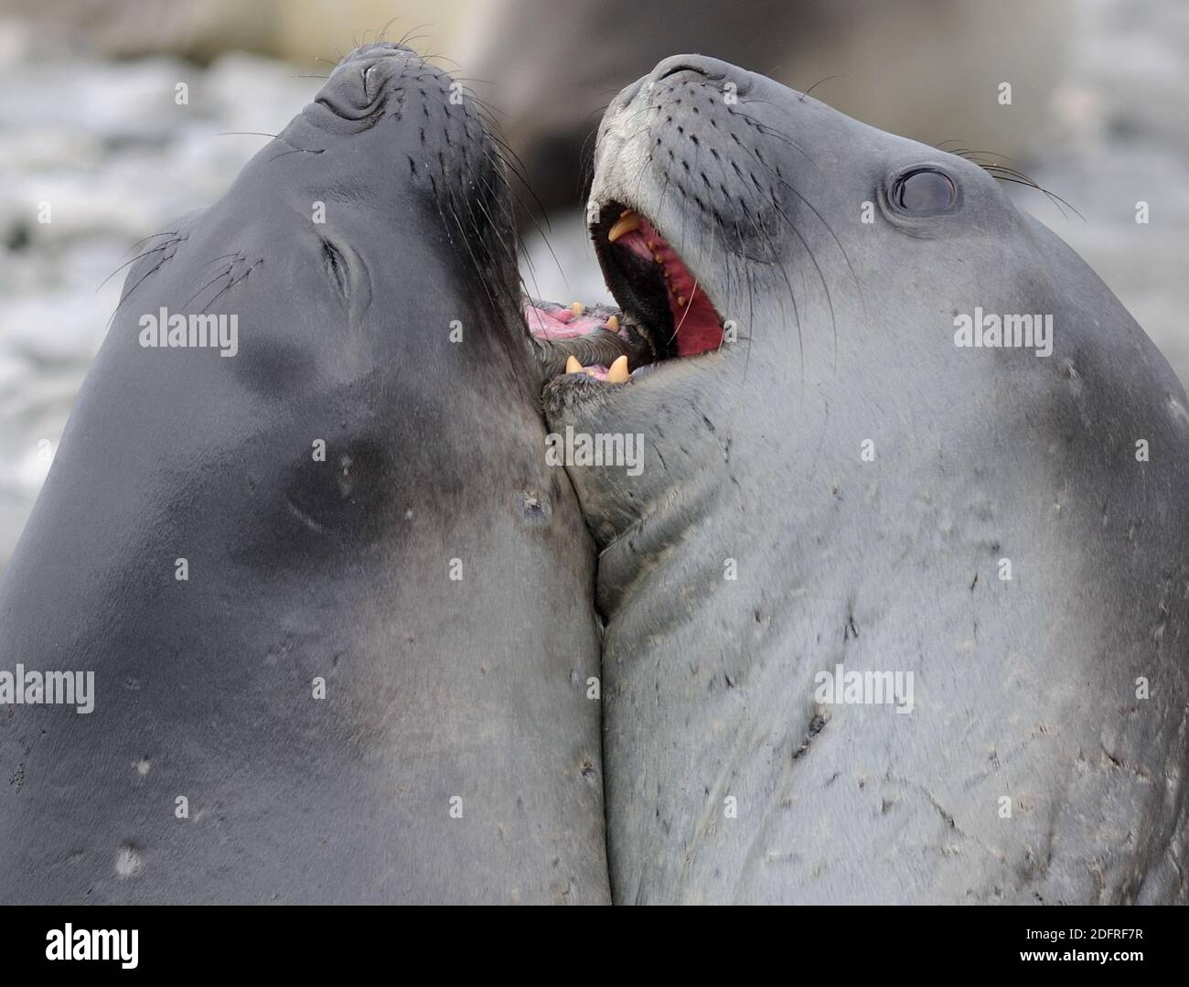 Zwei junge männliche Southern Elephant Seals (Mirounga leonina) spatern in Vorbereitung auf das Erwachsenenleben. Shingle Cove, Coronation Island, South Orkney Islands, A Stockfoto