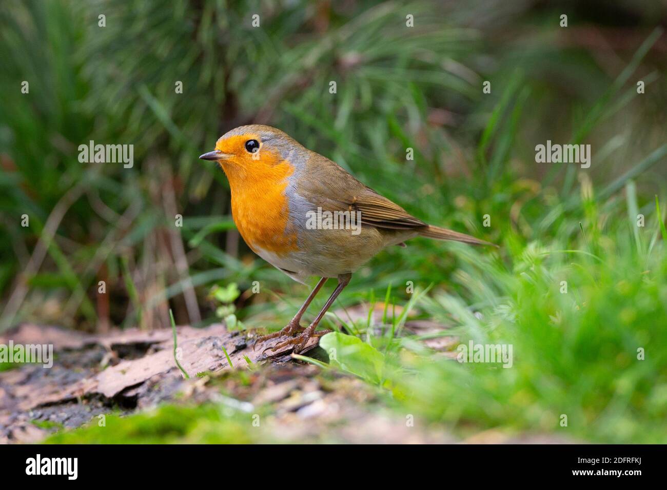 Europäischer Robin (Erithacus rubecula) thronte etwas Holz Stockfoto