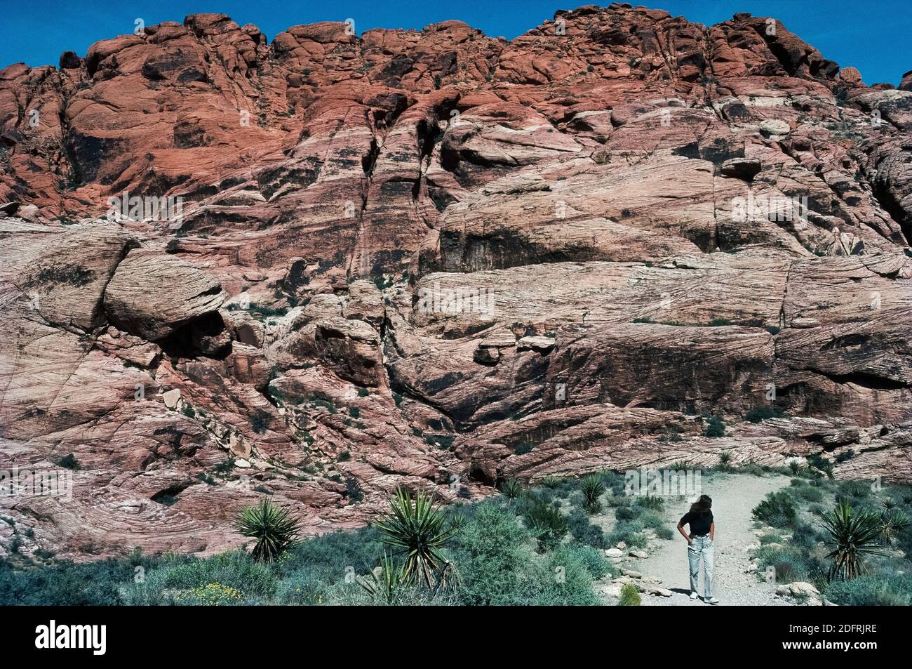 Zahlreiche Wanderwege ermöglichen den Besuchern einen Blick aus der Nähe auf das Mojave Desert Terrain und ungewöhnliche geologische Formationen im riesigen Red Rock Canyon National Conservation Area ein paar Meilen westlich von Las Vegas in Nevada, USA. Eisenmineralien in Sandsteinschichten, die vor Millionen von Jahren entstanden sind, oxidierten im Laufe der Zeit, um dem Gestein seine rötliche Farbe zu verleihen, nach der das ausgedehnte Schutzgebiet benannt ist. Wo das Gestein in der Farbe buff ist, wurden die Eisenmineralien nie abgelagert oder das Eisen wurde durch unterirrtes Wasser ausgewaschen. Viele der Wanderwege sind von einer einbahnigen 13-Meilen Scenic Drive Loop Road aus erreichbar Stockfoto